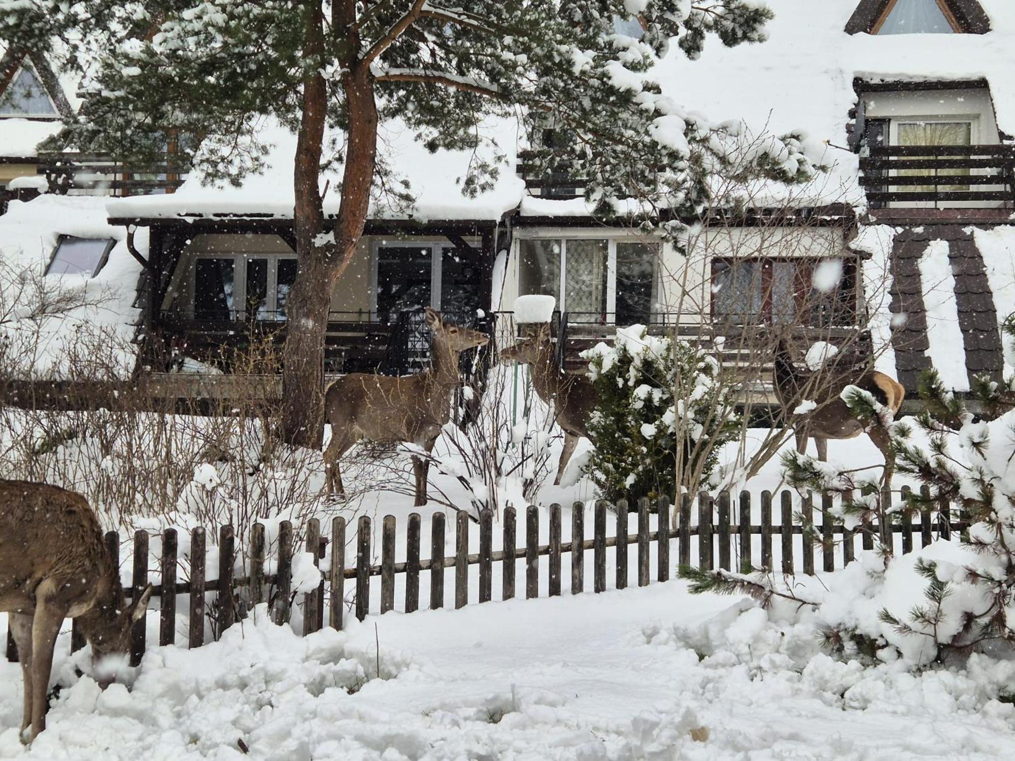 Apartament Wokol Stolu Zakopane Eksteriør bilde